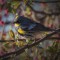 Spring yellow-rumped warbler