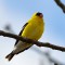The Yellow Finch