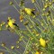 goldfinch love coreopsis!