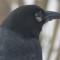 Crow with avian pox.