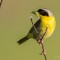 Common Yellowthroat with an afternoon delight