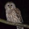 Barred Owl near feeder at night