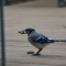 Nuts about blue jays