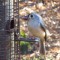 Titmouse scores an extra large breakfast