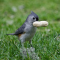 Tufted Titmouse Gets the Prize
