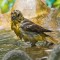 Baby Oriole in the bath!