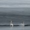 Swans on Ice!