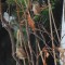 Cold Winter for Wrens