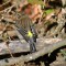 Yellow Rumped Warbler at Ashland Nature Center Fall 2013