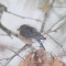 Eastern Bluebird (female) during a snow storm. (3-03-14)