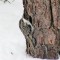 Brow Creeper on base of Pine tree (3-03-14)