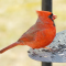 Male Cardinal at feeder