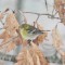 Pine Warbler in the snow (3-03-14)
