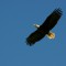 Mature Bald Eagle