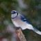 Blue Jay in the falling snow