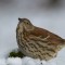 Brown Thrasher in the Snow