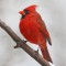 Cardinal male on snowy limb