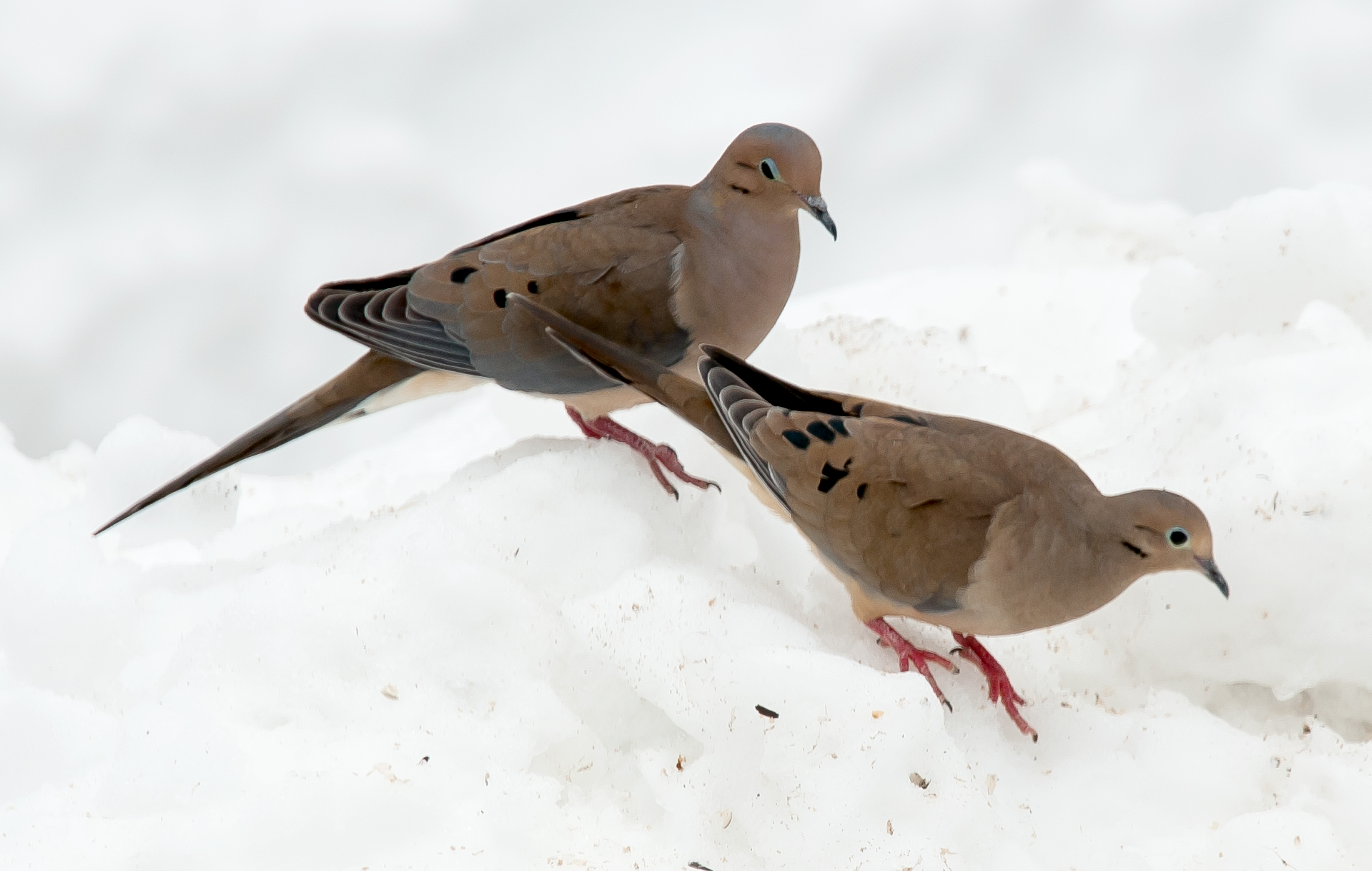 mourning doves beneath a feeder