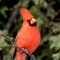Southwest Northern Cardinal ( Male )