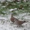 Eurasian Collared Dove