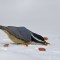 Nuthatch in the snow.