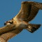 Osprey Fly by