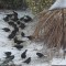 Red-winged Blackbirds and Brown-headed Cowbirds
