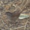 Swamp Sparrow in my yard