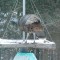 Wild Turkey enjoying my platform feeder