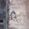 Tufted Titmouse with the last seed of Winter