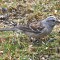 Piebald American Tree Sparrow