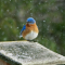 Eastern Bluebird male in the swirling snow