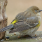 Short visit by a Yellow-rumped Warbler