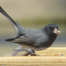 Male Junco at a tray feeder