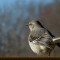 A series of Mockingbird photos