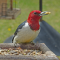 April visits by a Red-headed Woodpecker