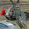 Pileated Woodpecker female at suet feeder