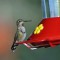 Anna’s Hummingbird at a Feeder