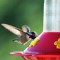 Costa’s Hummingbird