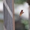 Rufous Hummingbird now at my feeder!