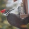 Woodpecker visits small chalet feeder