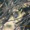 Spring Migration ~Purple Finch~