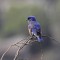 Western Bluebird came for a short visit