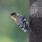 Lesser Goldfinch at niger feeder