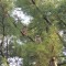 Great Horned Owls Nesting and Branching