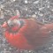 “Crazy Eye” male northern cardinal
