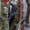 Pileated Woodpecker-male