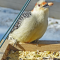 Red-bellied Woodpecker visits a tray feeder