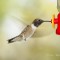 Black-chinned hummer ( Male )