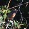 Spotted Towhee with a berry
